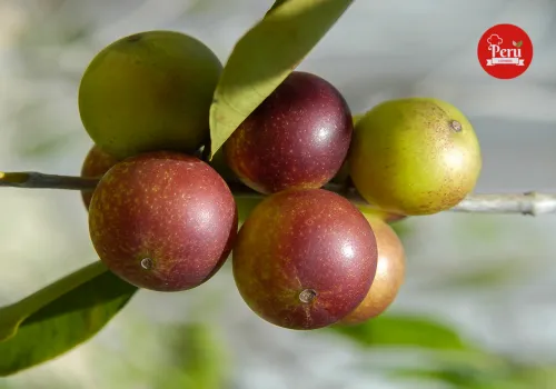 camu camu alto contenido de vitamina c