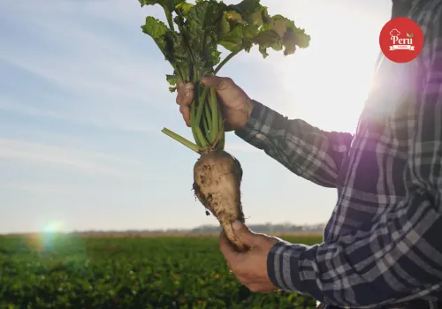 cómo se produce el azúcar de remolacha